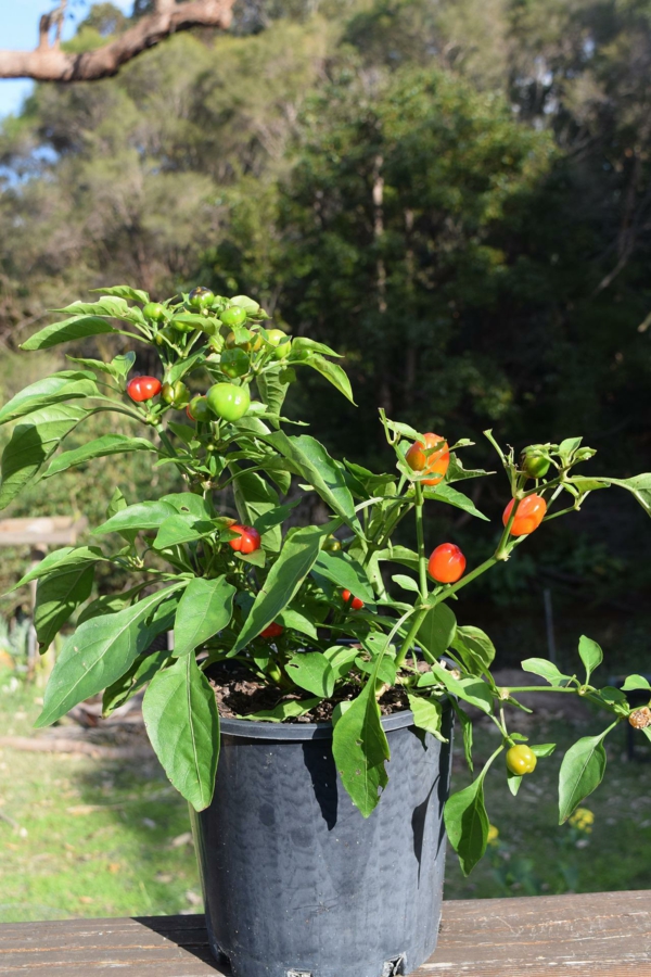 Caring for pepper plants Useful tips for hobby gardeners - Caring for pepper plants - Useful tips for hobby gardeners