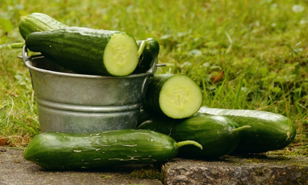 Fertilize cucumbers and practical tips for caring for cucumbers - Fertilize cucumbers and practical tips for caring for cucumbers