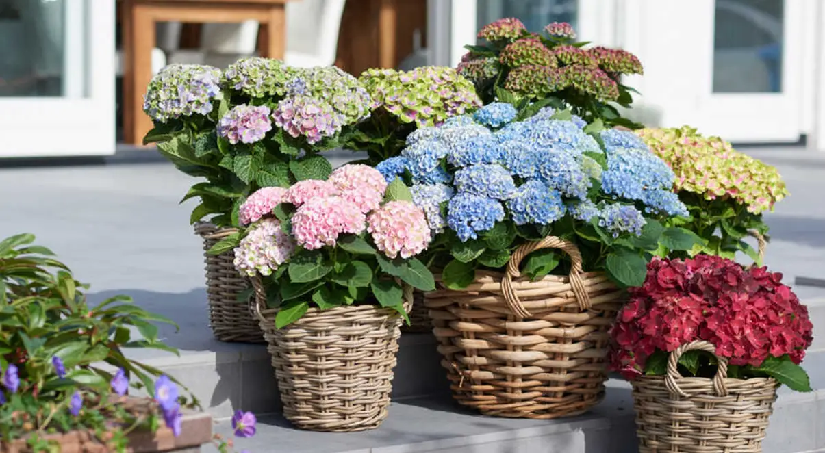 Hydrangeas in a pot - bring a Mediterranean flair to your outdoor area