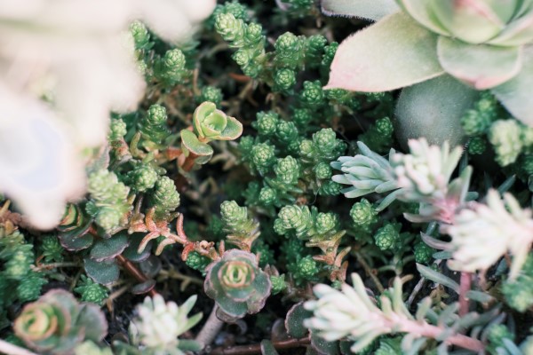 Planting sedum and other care tips for the sedum - Planting sedum and other care tips for the sedum