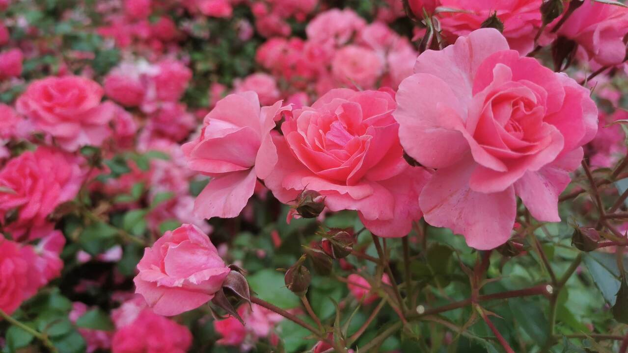 Cutting roses in spring and autumn: what you should consider