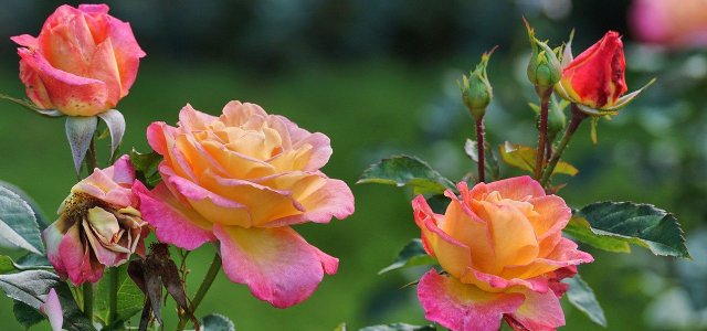 1656877244 497 Planting roses instructions timing and proper care - Planting roses: instructions, timing and proper care