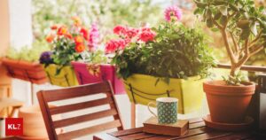 What gardeners need to know in July: Which plants fit on a south-facing balcony - apart from cacti?