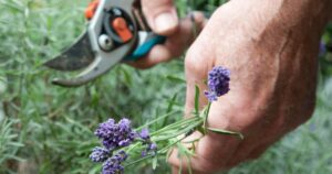 THIS is how it works with the best tips from professional gardeners