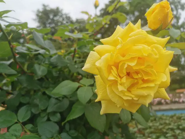 Cutting roses in spring and autumn what you should consider - Cutting roses in spring and autumn: what you should consider