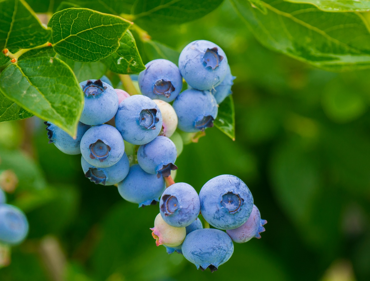 1680419979 192 DO NOT grow these plants near blueberries.webp - DO NOT grow these plants near blueberries