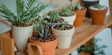 1681839957 516 Plant balcony boxes fresh ideas and useful tips.webp - Plant balcony boxes - fresh ideas and useful tips