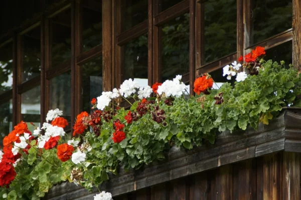 1681839959 963 Plant balcony boxes fresh ideas and useful tips.webp - Plant balcony boxes - fresh ideas and useful tips