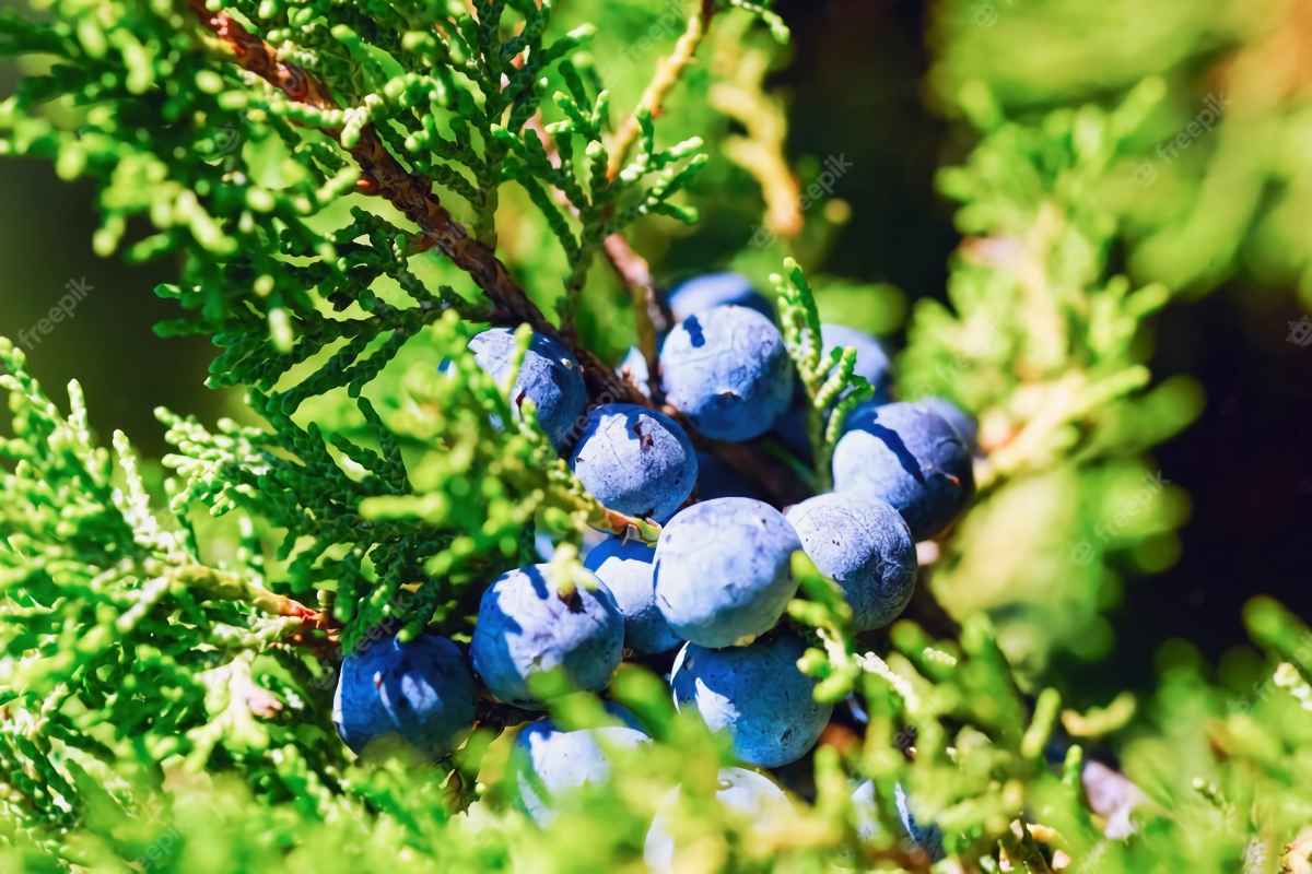 DO NOT grow these plants near blueberries.webp - DO NOT grow these plants near blueberries