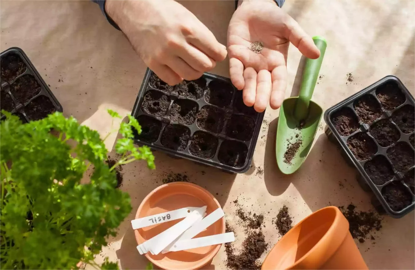 Pull through seed kitchen herbs